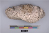 藏品(車渠蛤)的圖片